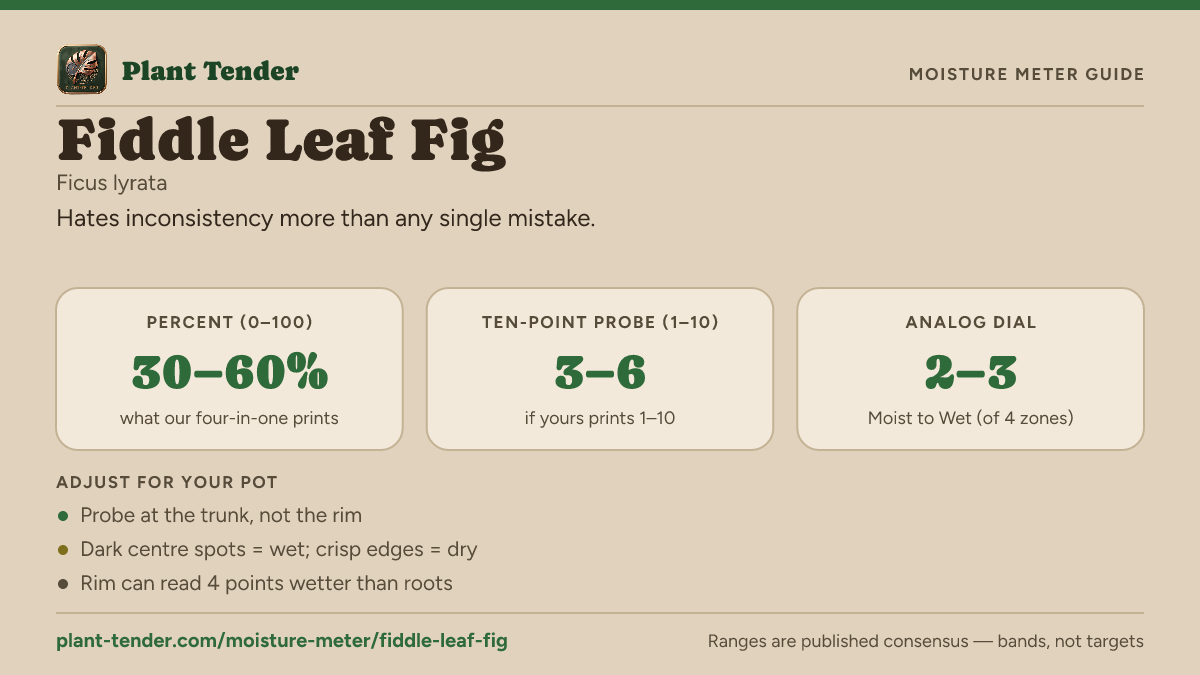 Moisture meter guide for fiddle leaf fig: target range on the 1–10 probe, the analog dial and percent, plus soil-mix adjustments