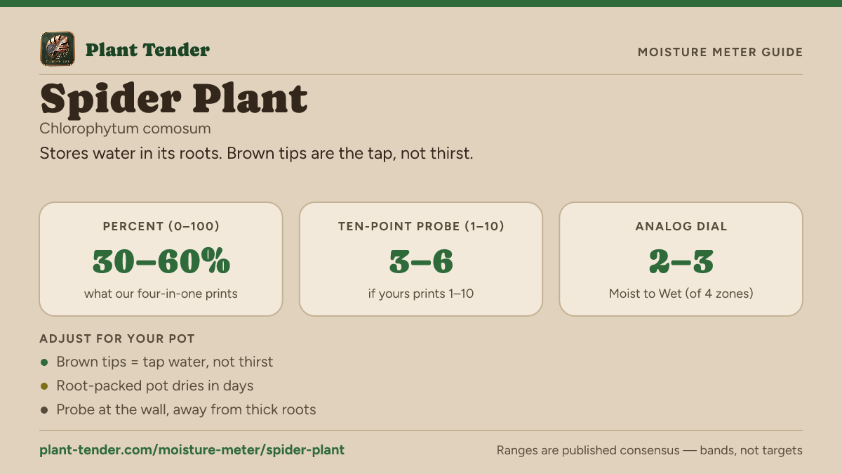Moisture meter guide for spider plant: target range on the 1–10 probe, the analog dial and percent, plus soil-mix adjustments